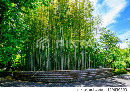 東京都杉並區觀泉寺:曹洞宗今川氏真創立的竹林,東京史蹟 東京都杉並區觀泉寺:曹洞宗今川氏真創立的竹林,東京史蹟 139636263