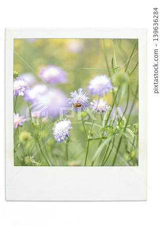 梅格拉斯花園 梅格拉斯花園 139636284