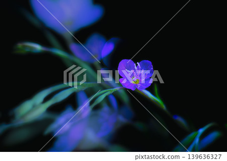 Flowers, UV photography Flowers, UV photography 139636327