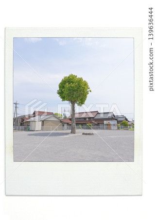 Camphor Tree Square 139636444