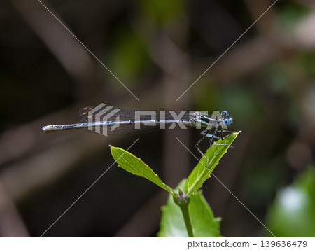 dragonfly on a branch dragonfly on a branch 139636479