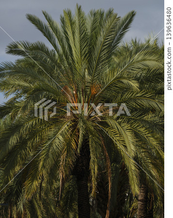 beautiful palm trees in the nature 139636480