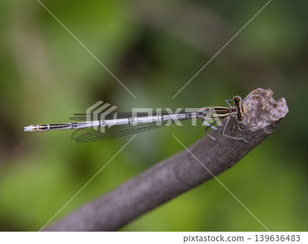 dragonfly on a branch dragonfly on a branch 139636483
