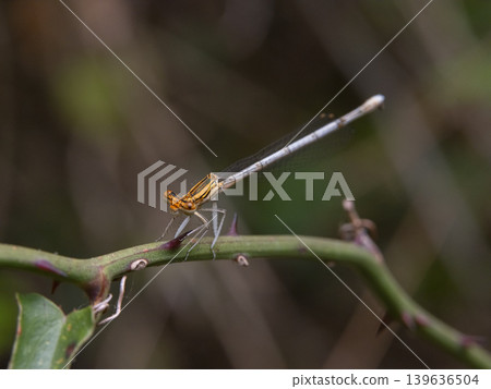 dragonfly on a branch dragonfly on a branch 139636504