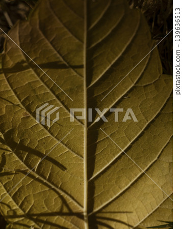 dried autumn leaf dried autumn leaf 139636513
