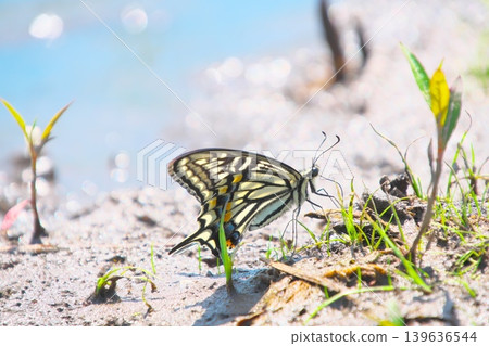 A swallowtail butterfly replenishes its water and minerals by the pond. A swallowtail butterfly replenishes its water and minerals by the pond. 139636544