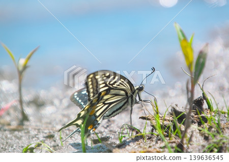 A swallowtail butterfly replenishes its water and minerals by the pond. A swallowtail butterfly replenishes its water and minerals by the pond. 139636545