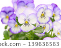 White background with purple border, pansies, bright background, flowers 139636563