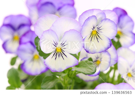 White background with purple border, pansies, bright background, flowers 139636563