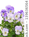 White background with purple border, pansies, bright background, flowers 139636564