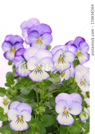 White background with purple border, pansies, bright background, flowers 139636564