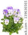 White background with purple border, pansies, bright background, flowers 139636565