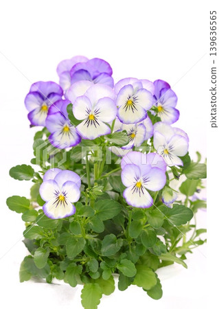 White background with purple border, pansies, bright background, flowers 139636565