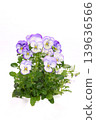 White background with purple border, pansies, bright background, flowers 139636566