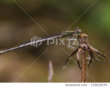 dragonfly on a branch dragonfly on a branch 139636594
