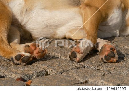 paws of a sleeping dog 139636595