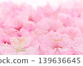 Peach blossoms arranged in a row - background material 139636645