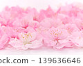 Peach blossoms arranged in a row - background material 139636646