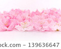 Peach blossoms arranged in a row - background material 139636647