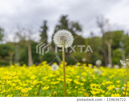 Dandelion standing out in springtime yellow flower landscape Dandelion standing out in springtime yellow flower landscape 139636722