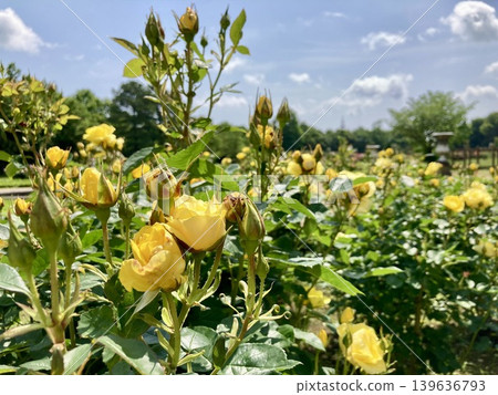 Yellow rose Yellow rose 139636793