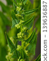 菠菜 139636887