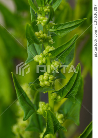 菠菜 菠菜 139636887