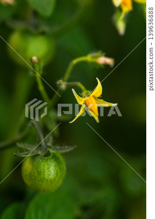 黃色櫻桃番茄花 黃色櫻桃番茄花 139636888