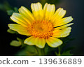 菊花開了。 139636889