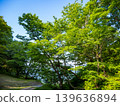A park landscape lush with green leaves in the season of fresh greenery. 139636894