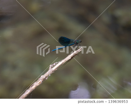 dragonfly on a branch dragonfly on a branch 139636953