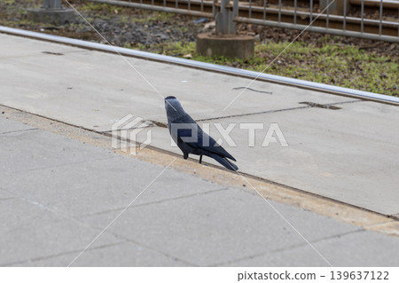 Jackdaw bird standing on a concrete railway platform, capturing urban wildlife behavior in a transportation setting, illustrating the interaction between nature and modern industrial infrastructure Jackdaw bird standing on a concrete railway platform, capturing urban wildlife behavior in a transportation setting, illustrating the interaction between nature and modern industrial infrastructure 139637122
