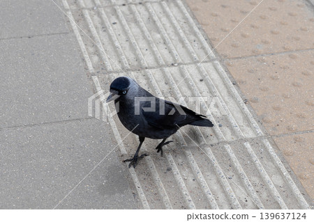 Jackdaw bird walking on a paved city platform, showing natural behavior of an urban wildlife creature looking for food while exploring a public transit environment during a bright daytime Jackdaw bird walking on a paved city platform, showing natural behavior of an urban wildlife creature looking for food while exploring a public transit environment during a bright daytime 139637124