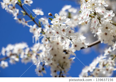 White cherry blossoms blooming on branches against a clear blue sky, symbolizing the beauty of spring renewal and nature awakening during the sunny seasonal transition in a peaceful garden White cherry blossoms blooming on branches against a clear blue sky, symbolizing the beauty of spring renewal and nature awakening during the sunny seasonal transition in a peaceful garden 139637156