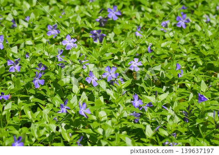 Periwinkle Periwinkle 139637197