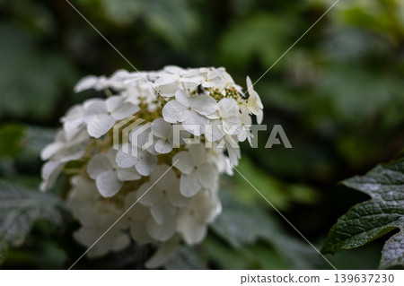 Close-up of a white hydrangea flower cluster with raindrops. Beautiful floral nature photography featuring soft petals and a lush green foliage background in a summer garden. Close-up of a white hydrangea flower cluster with raindrops. Beautiful floral nature photography featuring soft petals and a lush green foliage background in a summer garden. 139637230