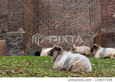 A group of horned sheep with long woolly fleece resting on a grassy lawn covered in autumn leaves. A historic red brick wall provides a rustic backdrop to this peaceful farm scene. 139637386