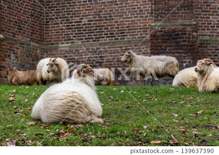 A flock of horned sheep with thick woolly coats resting and grazing on a green lawn by an old brick wall. A peaceful scene of traditional livestock in an autumn rural or urban farm setting. A flock of horned sheep with thick woolly coats resting and grazing on a green lawn by an old brick wall. A peaceful scene of traditional livestock in an autumn rural or urban farm setting. 139637390