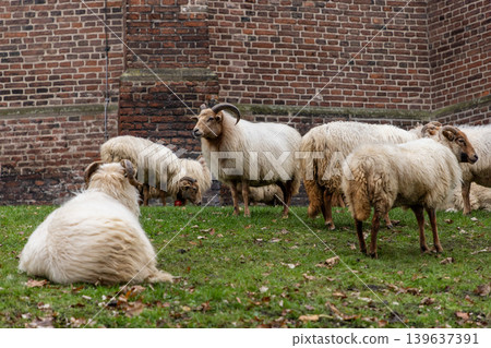 A flock of horned sheep grazing and resting on a grassy meadow by a historic brick wall. This rustic scene captures traditional livestock in a peaceful rural or urban farm setting. 139637391