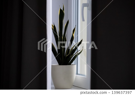 Snake plant in a white ceramic pot placed on a windowsill, conveying a sense of minimalist interior design, nature, indoor tranquility, and peaceful living in a modern apartment Snake plant in a white ceramic pot placed on a windowsill, conveying a sense of minimalist interior design, nature, indoor tranquility, and peaceful living in a modern apartment 139637397