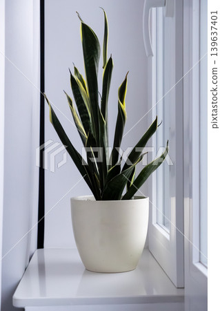 Snake plant in a white pot placed on a windowsill, adding a touch of nature and minimalist aesthetic to a bright modern interior space for home decor or wellness concepts Snake plant in a white pot placed on a windowsill, adding a touch of nature and minimalist aesthetic to a bright modern interior space for home decor or wellness concepts 139637401