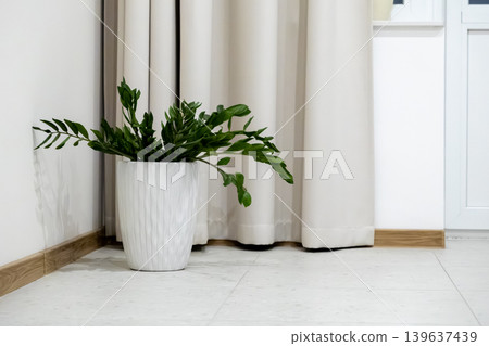 Zamioculcas plant in a white textured ceramic pot, placed in the corner of a modern room to enhance interior decor with fresh greenery and a minimalist natural aesthetic appeal Zamioculcas plant in a white textured ceramic pot, placed in the corner of a modern room to enhance interior decor with fresh greenery and a minimalist natural aesthetic appeal 139637439