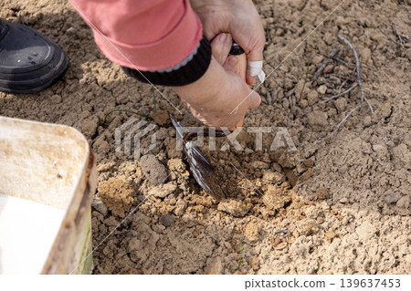 Senior person digging dry soil with a hand trowel, focusing on organic gardening and agricultural preparation to cultivate healthy plants in a sustainable home vegetable garden Senior person digging dry soil with a hand trowel, focusing on organic gardening and agricultural preparation to cultivate healthy plants in a sustainable home vegetable garden 139637453