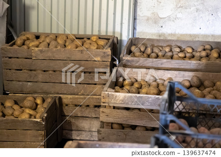 Fresh organic potatoes stored in wooden crates inside a rustic cellar, highlighting bulk agricultural produce supply, sustainable farming, food distribution, and healthy food nutrition 139637474