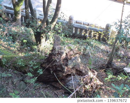 2014年,香川縣,觀音寺,八幡宮,風景,神社,琴引八幡宮,第123部 2014年,香川縣,觀音寺,八幡宮,風景,神社,琴引八幡宮,第123部 139637672