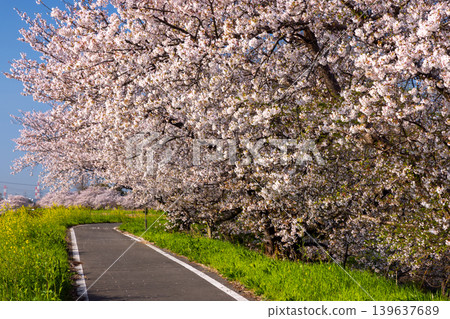 Umenoki, Kawashima-machi, Hiki-gun, Saitama Prefecture: A row of Somei Yoshino cherry trees in full bloom along the Umenoki Koto Reservoir, and rapeseed flowers. Umenoki, Kawashima-machi, Hiki-gun, Saitama Prefecture: A row of Somei Yoshino cherry trees in full bloom along the Umenoki Koto Reservoir, and rapeseed flowers. 139637689