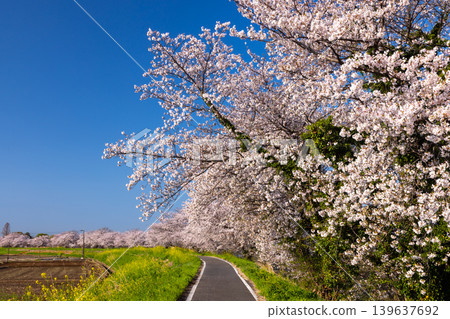 Umenoki, Kawashima-machi, Hiki-gun, Saitama Prefecture: A row of Somei Yoshino cherry trees in full bloom along the Umenoki Koto Reservoir, and rapeseed flowers. Umenoki, Kawashima-machi, Hiki-gun, Saitama Prefecture: A row of Somei Yoshino cherry trees in full bloom along the Umenoki Koto Reservoir, and rapeseed flowers. 139637692