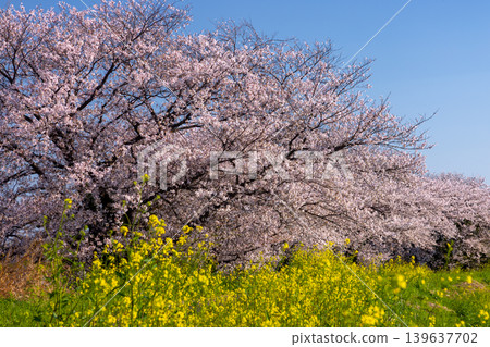 Umenoki, Kawashima-machi, Hiki-gun, Saitama Prefecture: A row of Somei Yoshino cherry trees in full bloom along the Umenoki Koto Reservoir, and rapeseed flowers. Umenoki, Kawashima-machi, Hiki-gun, Saitama Prefecture: A row of Somei Yoshino cherry trees in full bloom along the Umenoki Koto Reservoir, and rapeseed flowers. 139637702