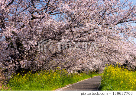 Umenoki, Kawashima-machi, Hiki-gun, Saitama Prefecture: A row of Somei Yoshino cherry trees in full bloom along the Umenoki Koto Reservoir, and rapeseed flowers. Umenoki, Kawashima-machi, Hiki-gun, Saitama Prefecture: A row of Somei Yoshino cherry trees in full bloom along the Umenoki Koto Reservoir, and rapeseed flowers. 139637703