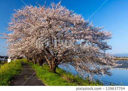 埼玉縣比企郡川町梅之木:梅之木江東水庫沿岸一排盛開的染井吉野櫻花樹和油菜花。 埼玉縣比企郡川町梅之木:梅之木江東水庫沿岸一排盛開的染井吉野櫻花樹和油菜花。 139637704
